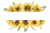 دانلود وکتور لایه باز EPS حاشیه گل آفتابگردان و کادر برای نوشتن